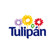 tulipan